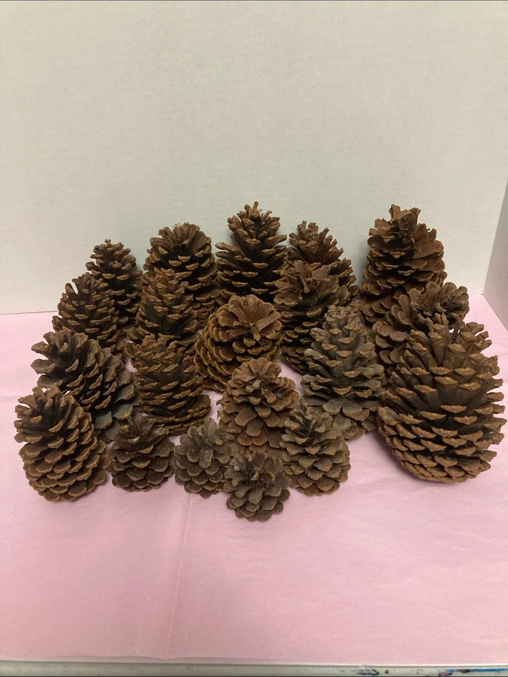 Lot of 20 real pine cones various sizes decorative crafting